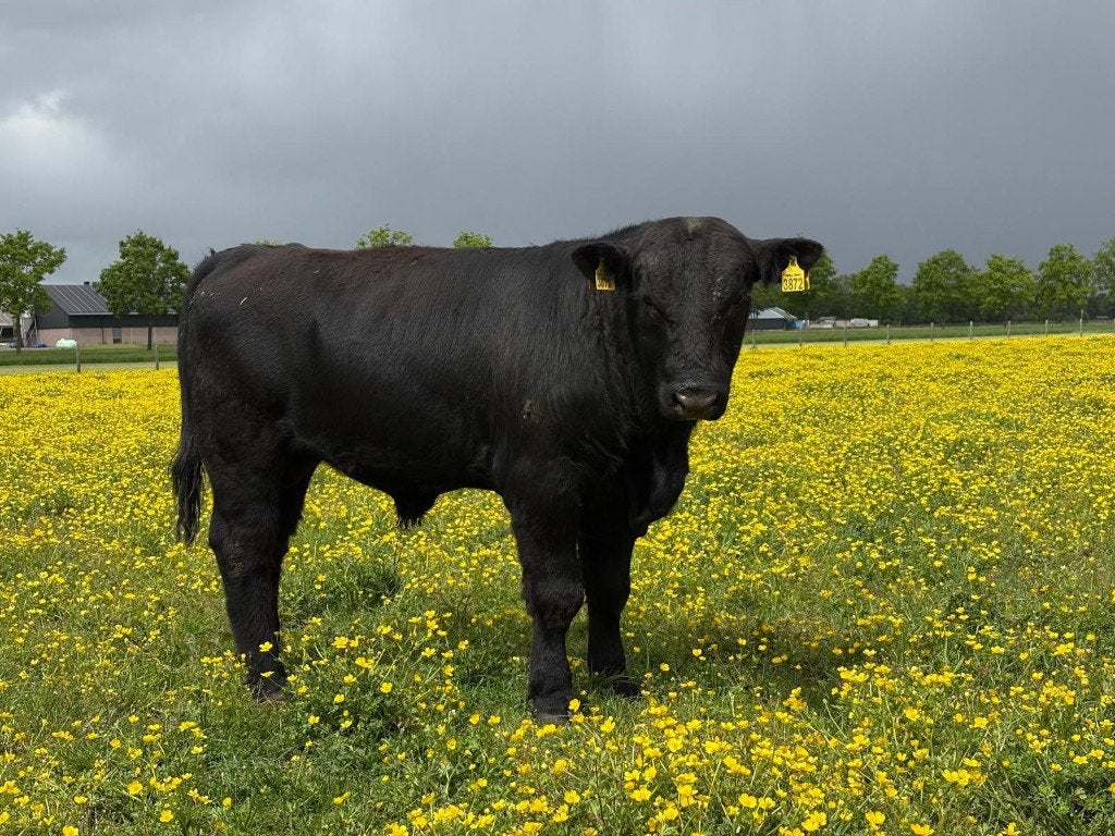 Black Angus kalveren (Stiertje Barry), Mannelijk, 0 tot 2 jaar