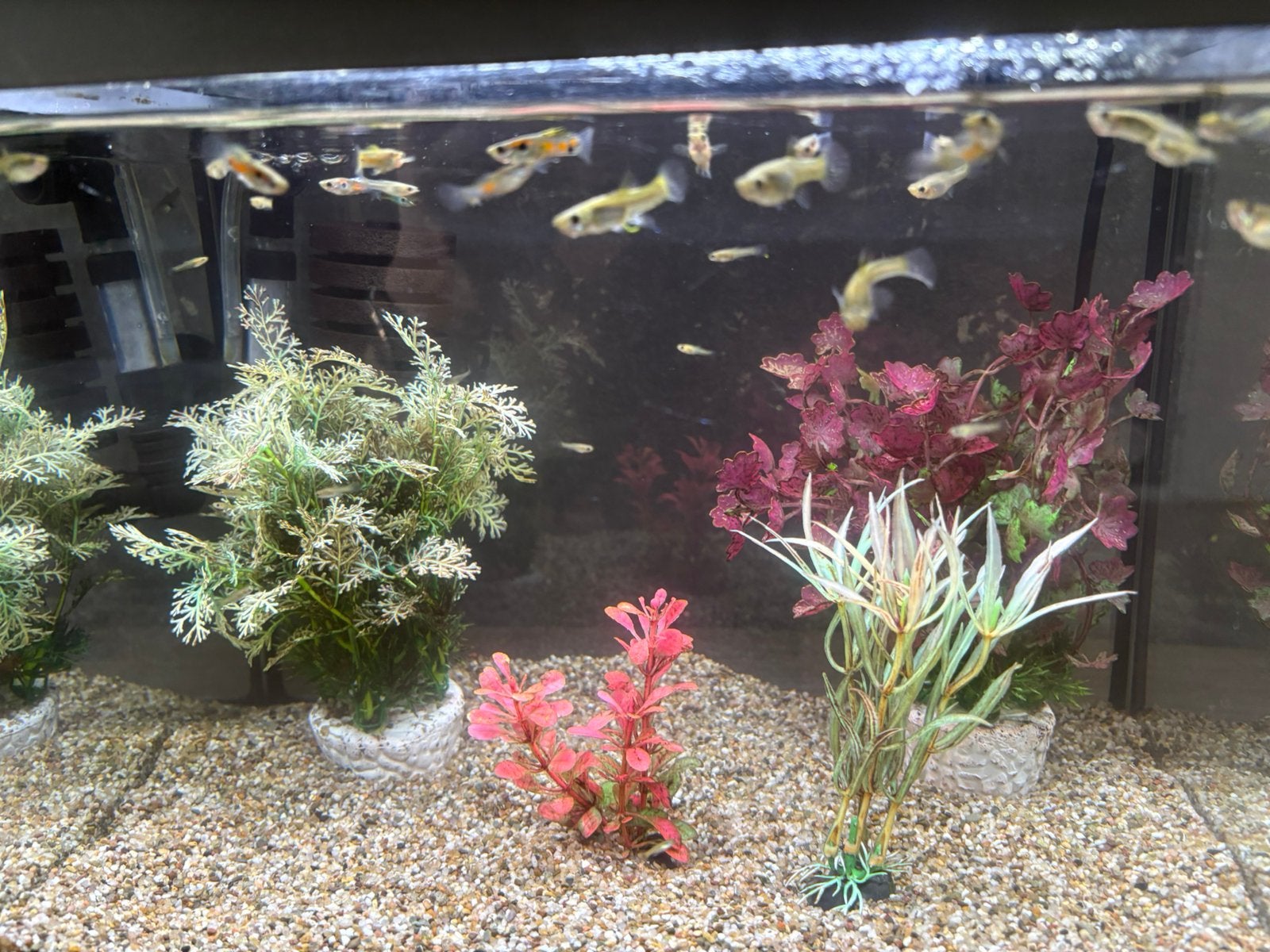 Guppy’s, Ophalen, Nieuw