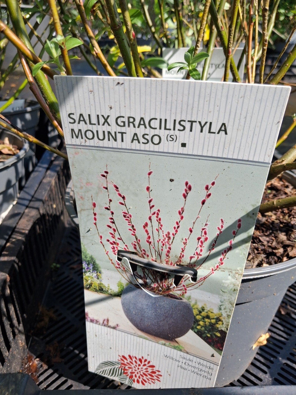 Salix Gracilisyla 'Mount Aso' - Japanse Katjeswilg, Ophalen of Verzenden, Vaste plant, Overige soorten, Halfschaduw