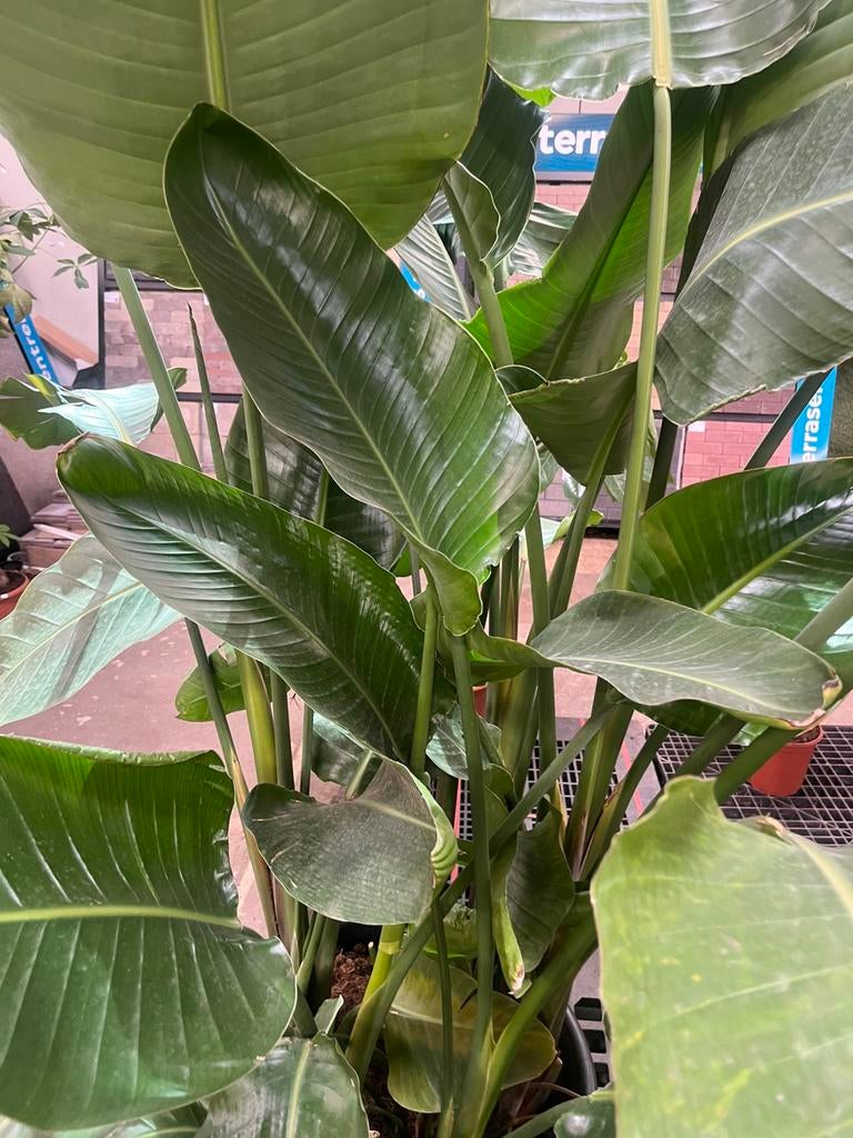 Gigantische Strelitzia – 230 cm – brede pot, Ophalen, Halfschaduw, 200 cm of meer