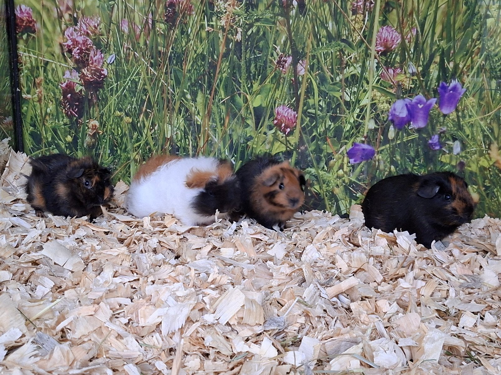 Hele leuke cavia beertjes, Dieren en Toebehoren, September, Mannelijk, Cavia