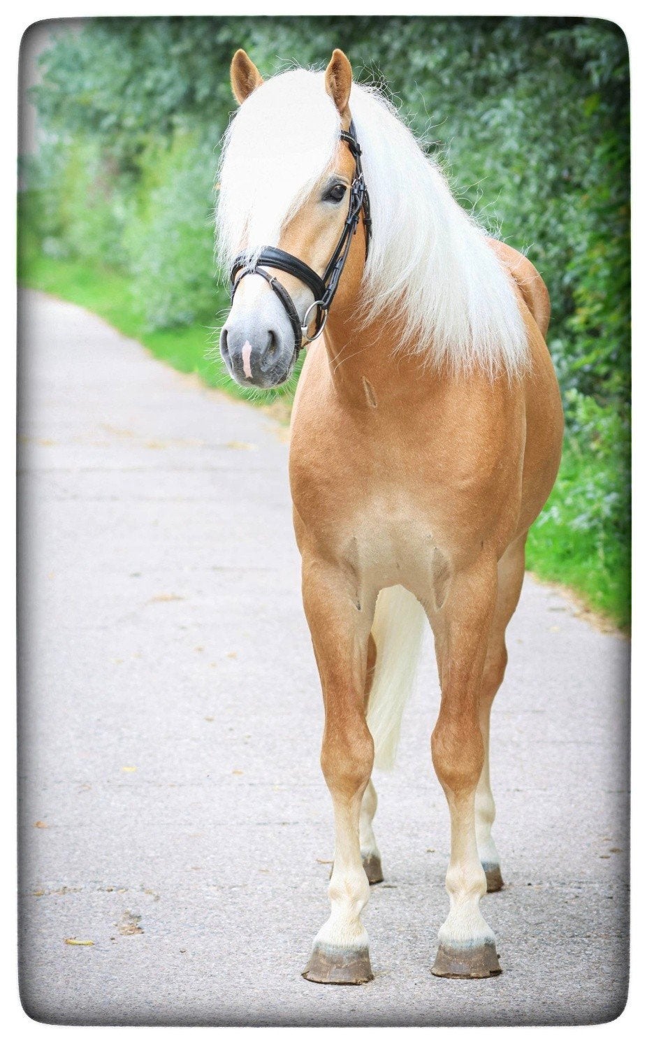 Verkocht Mooie Haflinger Ruin te koop, Hengst, Zadelmak, E pony (1.48m - 1.57m), 3 tot 6 jaar