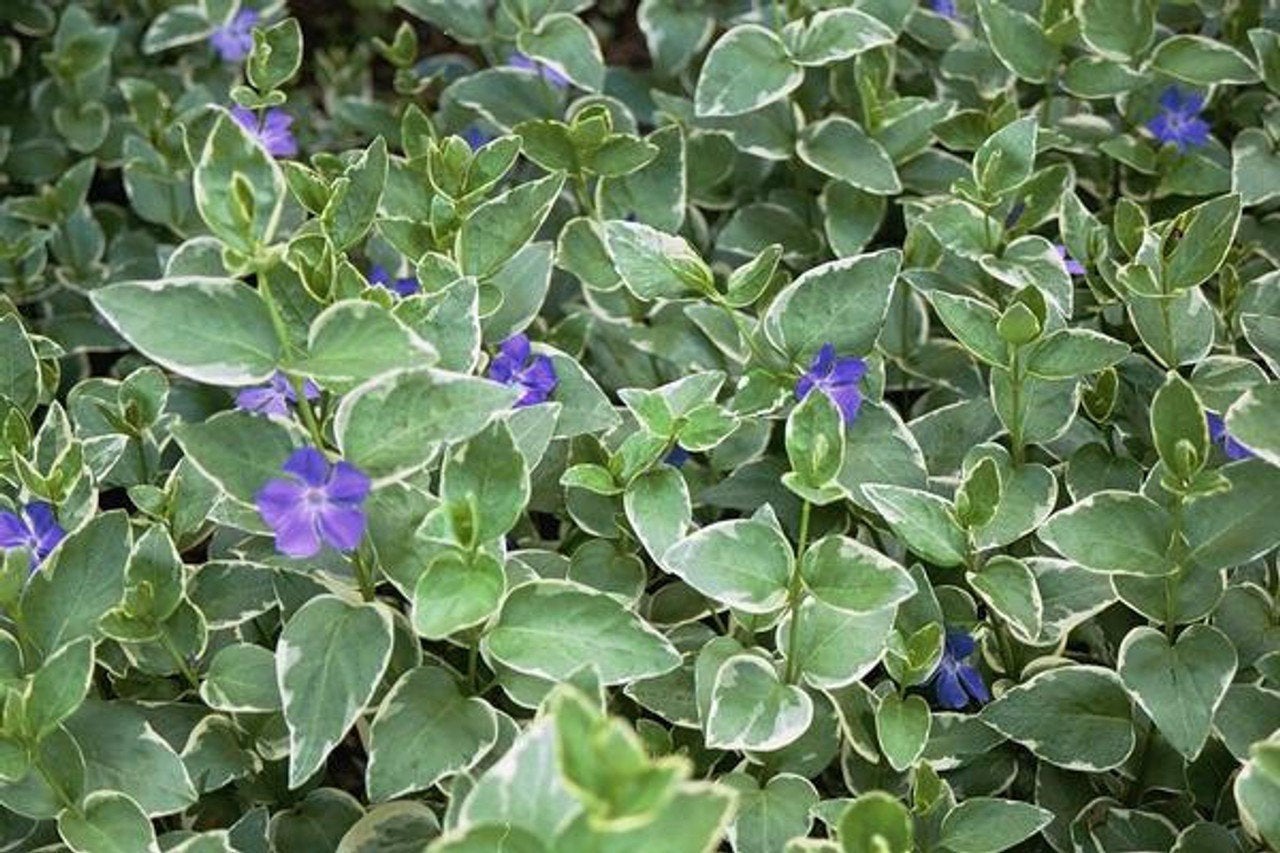 vinca major variegata. bonte maagdenpalm. bodembedekker P9, Bodembedekkers, Volle zon, Vaste plant, Ophalen of Verzenden