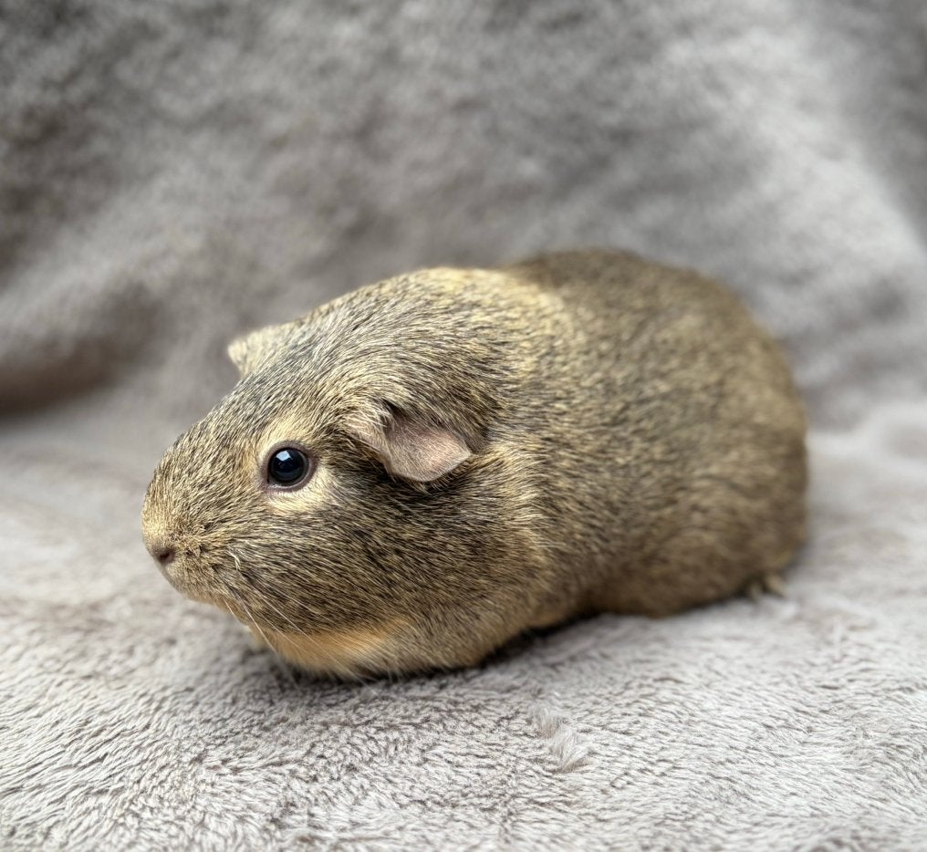 Cavia zeugje Tippy, Dieren en Toebehoren, Knaagdieren, Vrouwelijk, Cavia, Mei