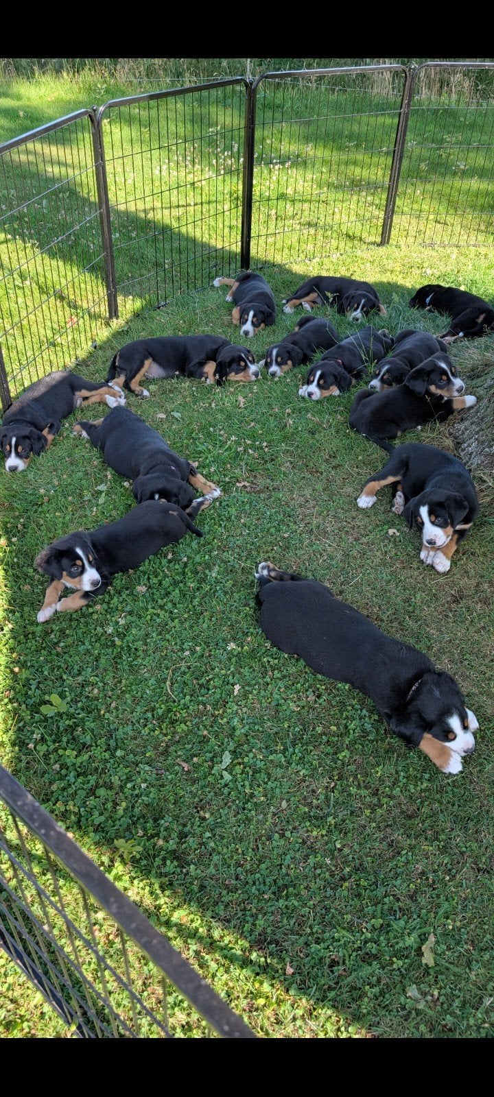 Te koop grote Zwitserse Sennen pups, Meerdere, Meerdere dieren, Nederland, Particulier