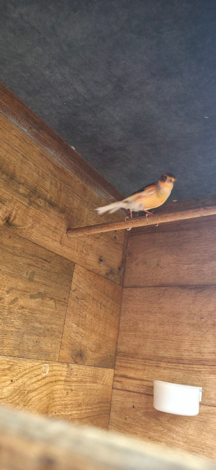 Kanarie herlekijn 2 mannen,   5 kleuren, Dieren en Toebehoren, Vogels | Kanaries, Mannelijk, Kleurkanarie
