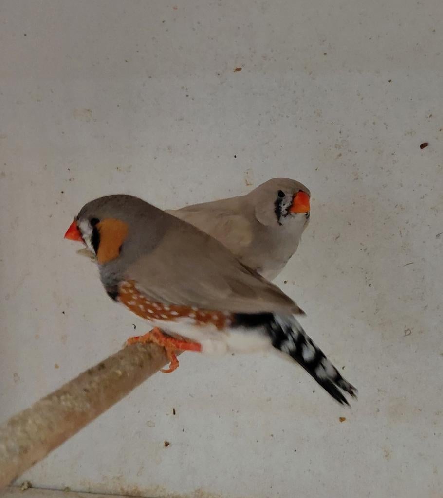 Bewezen broedkoppel zebravinken., Dieren en Toebehoren, Vogels | Overige Vogels, Meerdere dieren