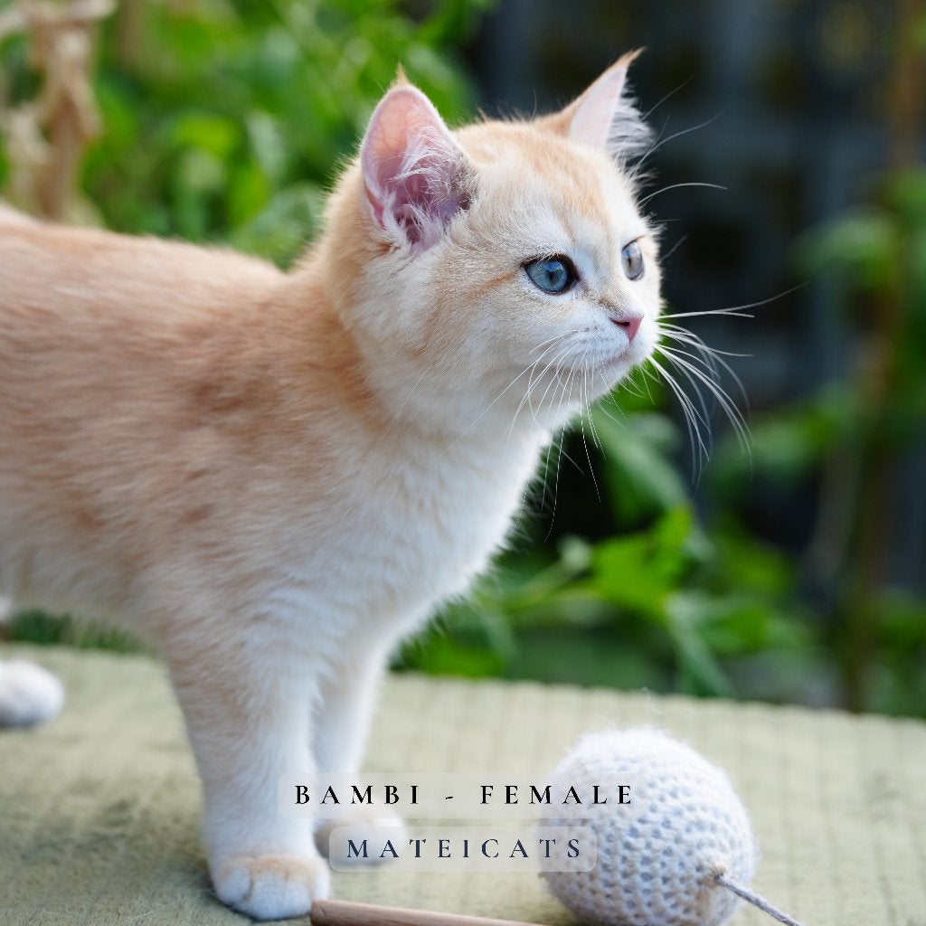 British shorthair Black Golden Shell NY12 + blue point, Meerdere dieren, Met stamboom, 0 tot 2 jaar