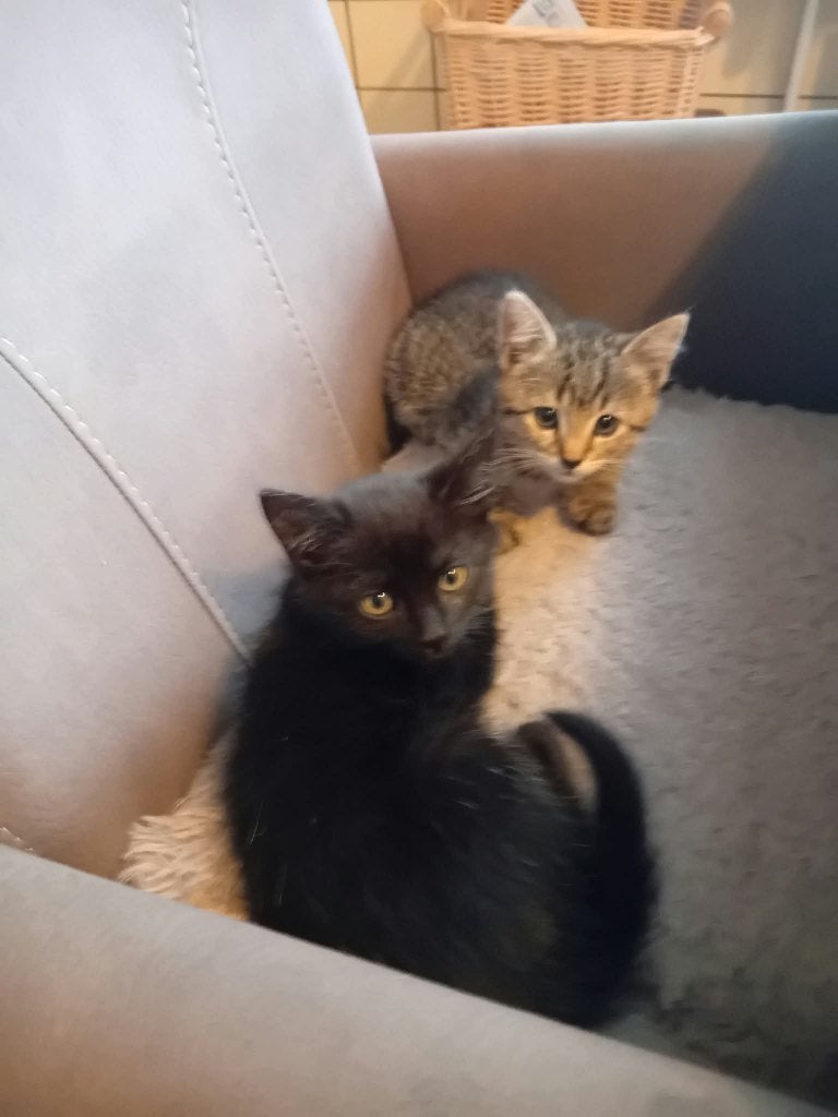poesjes, Poes, Ontwormd, 0 tot 2 jaar