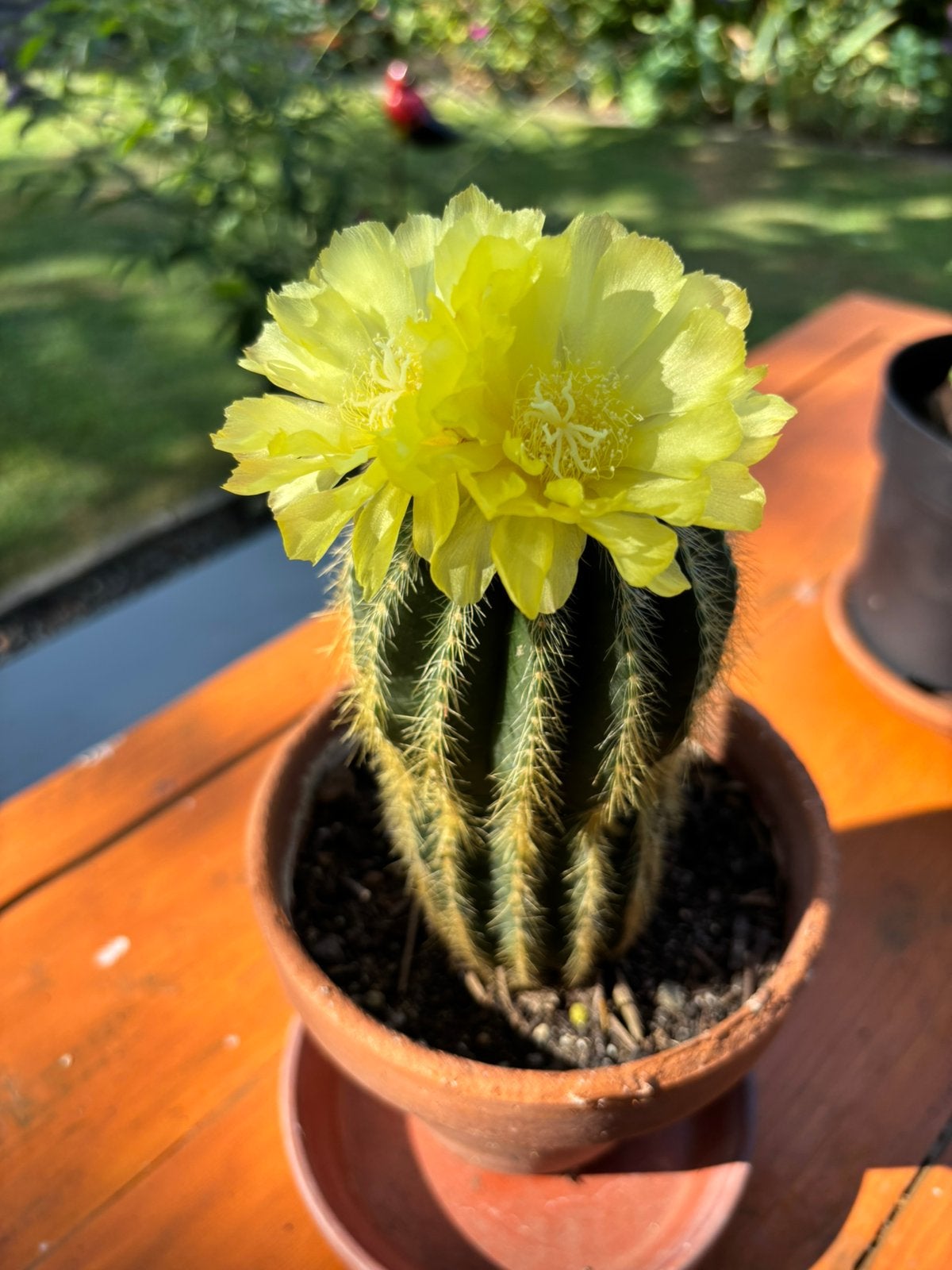 Mooie bloeiende cactus met knoppen, Volle zon, Vaste plant, Zomer, Ophalen
