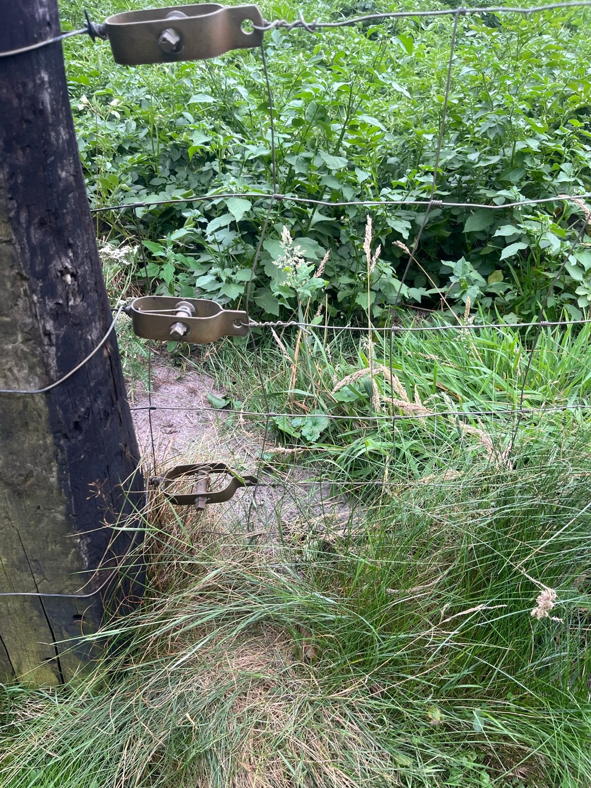 100 mtr Schapengaas 80 cm hoog met 30 palen en spanners, Tuin en Terras, Ophalen, Gebruikt, IJzer, Gaashekwerk
