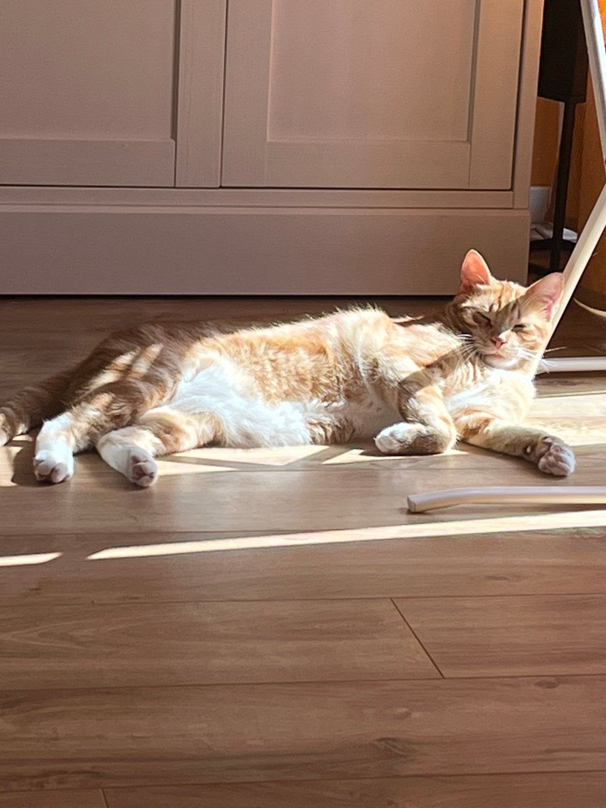 Kater zoekt een nieuw huisje, Dieren en Toebehoren, Kater