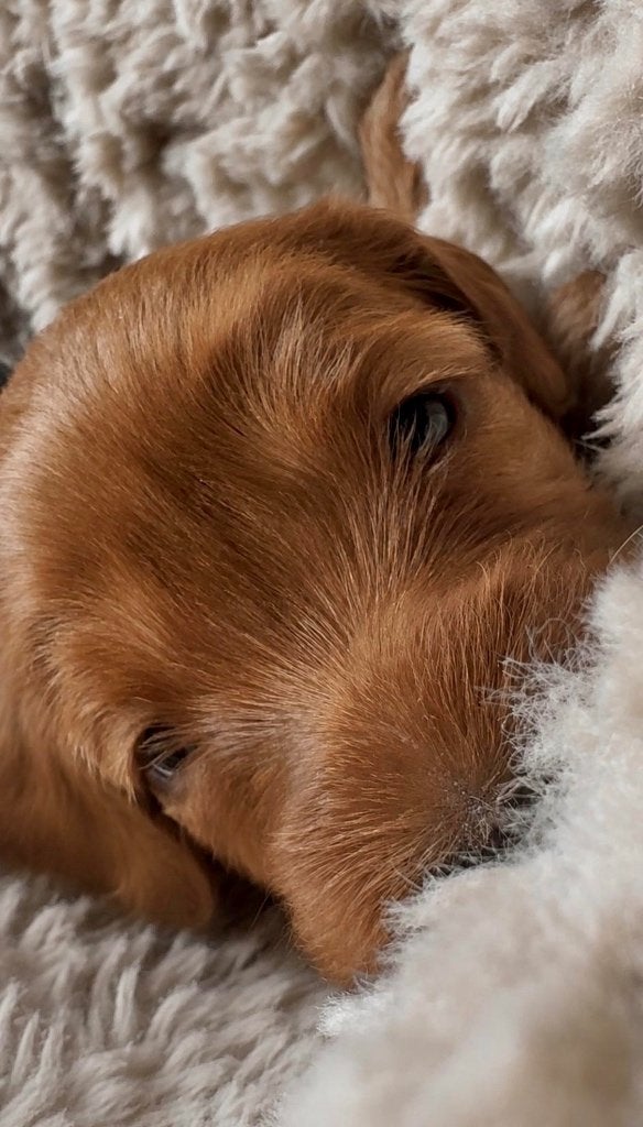 Kleine medium Australian Labradoodle pups met stamboom, Dieren en Toebehoren, Honden | Retrievers, Spaniëls en Waterhonden, Overige rassen