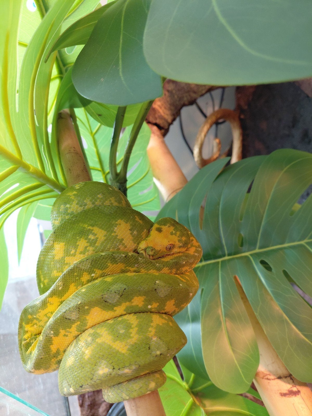 0.0.1 High yellow Morelia viridis Biak uit 2025 Green Tree Python - female for sale from Ferry87