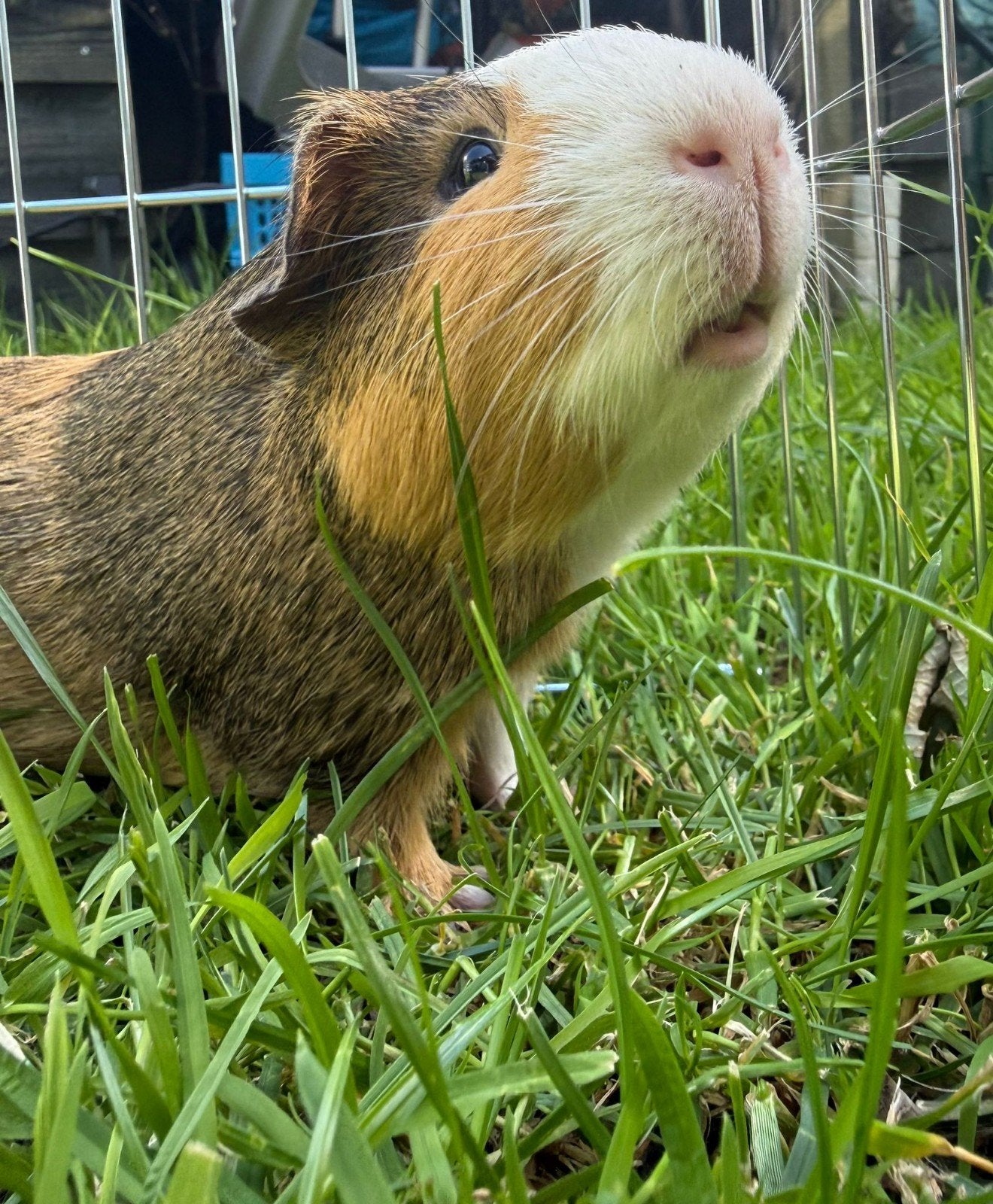 2 Cavia beertjes jaar oud inclusief kooi, Dieren en Toebehoren, Knaagdieren, Cavia, April, Mannelijk, Tam
