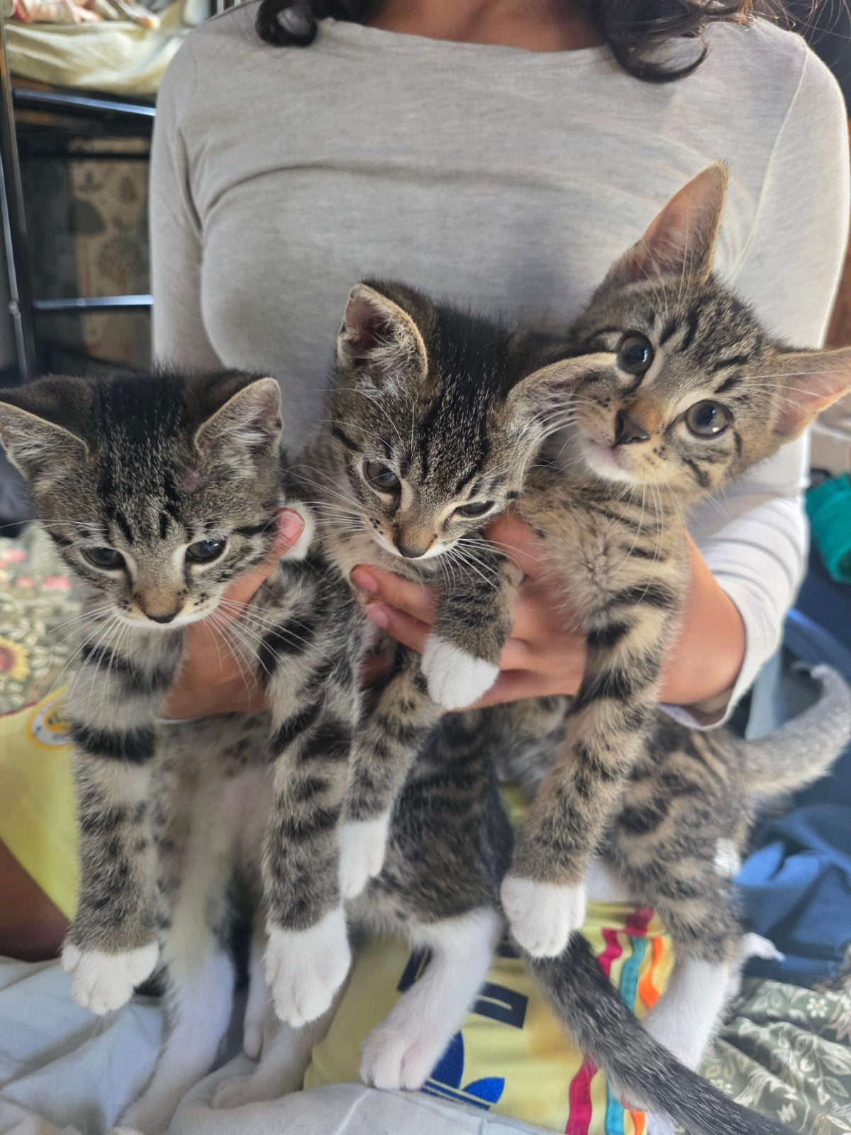 3 kittens van 10 weken (katers), Dieren en Toebehoren, Katten en Kittens | Overige Katten, Kater
