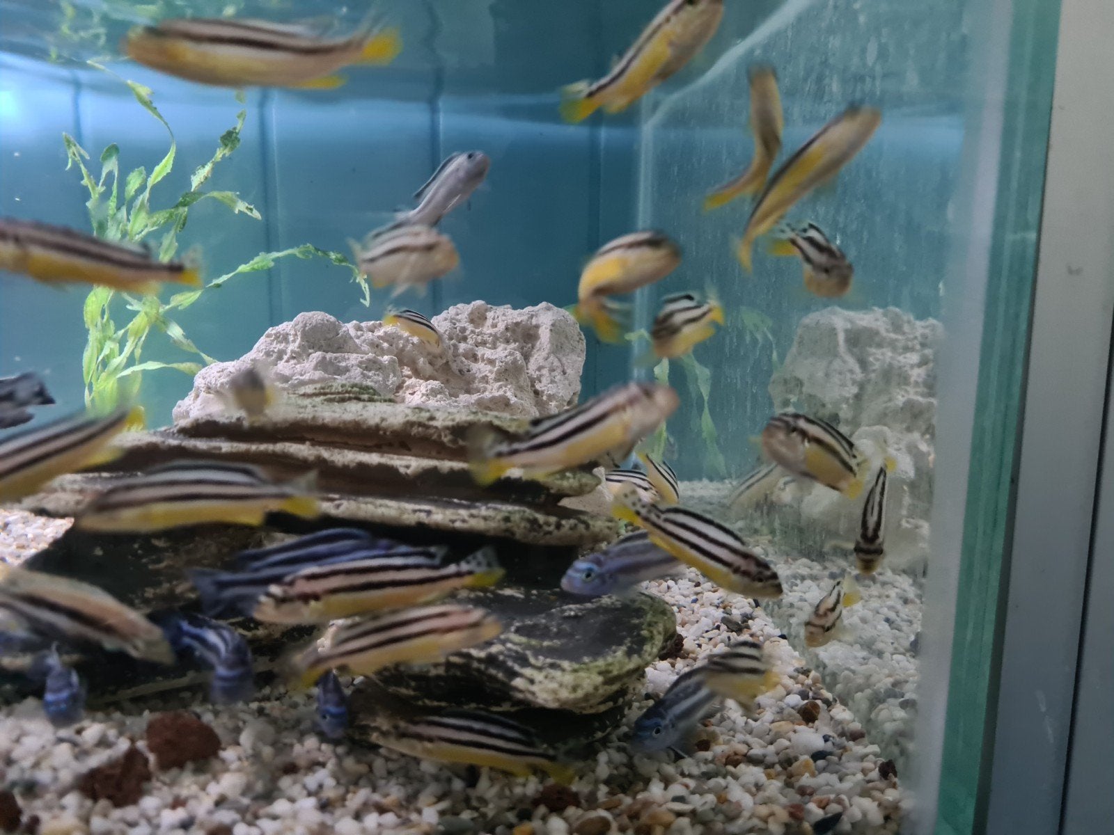 Melanochromis Auratus Malawi Cichliden, Dieren en Toebehoren, Vis, Zoetwatervis