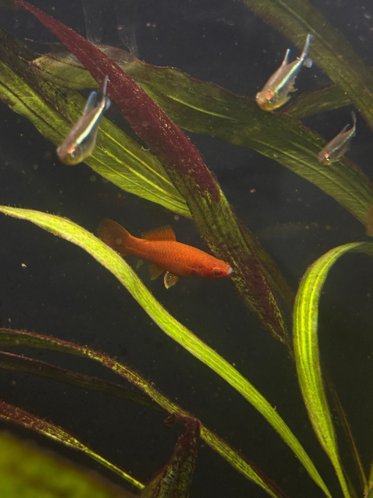 Twee rode/oranje zwaarddragers, Vis, Zoetwatervis