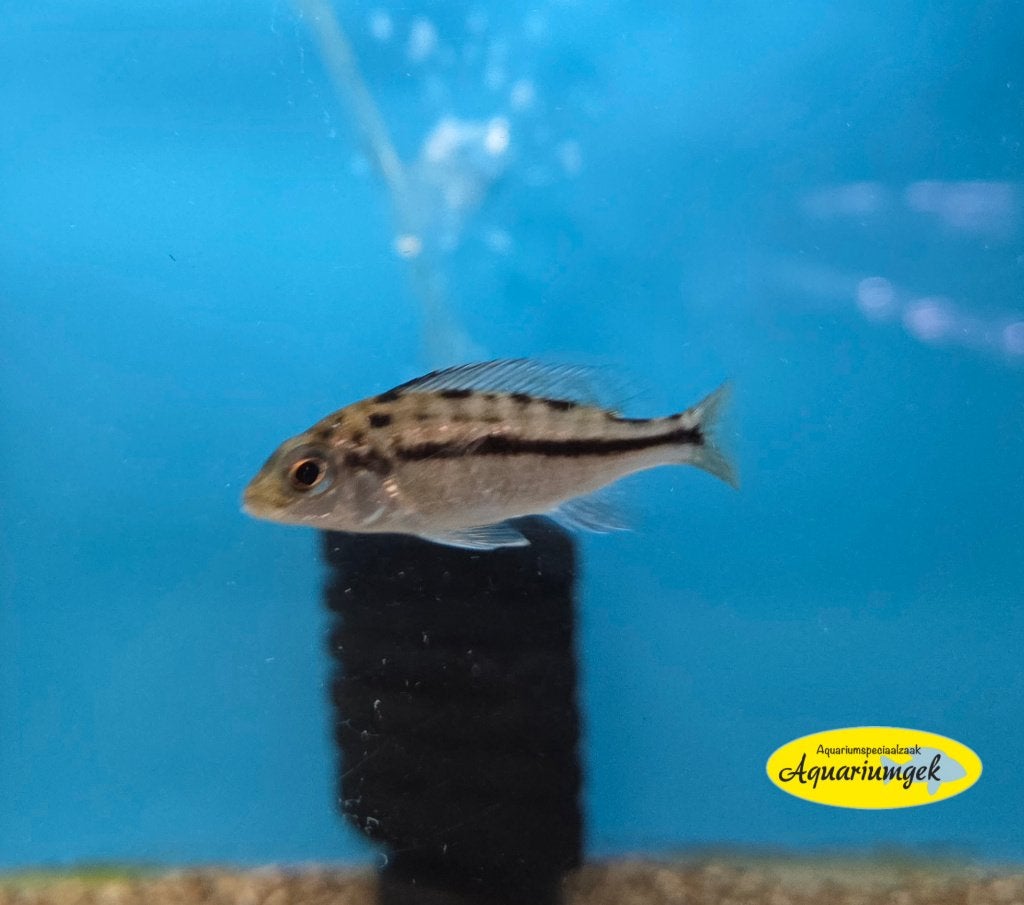 Cyrtocara boadzulu, Dieren en Toebehoren, Vissen | Aquariumvissen, Vis, Zoetwatervis