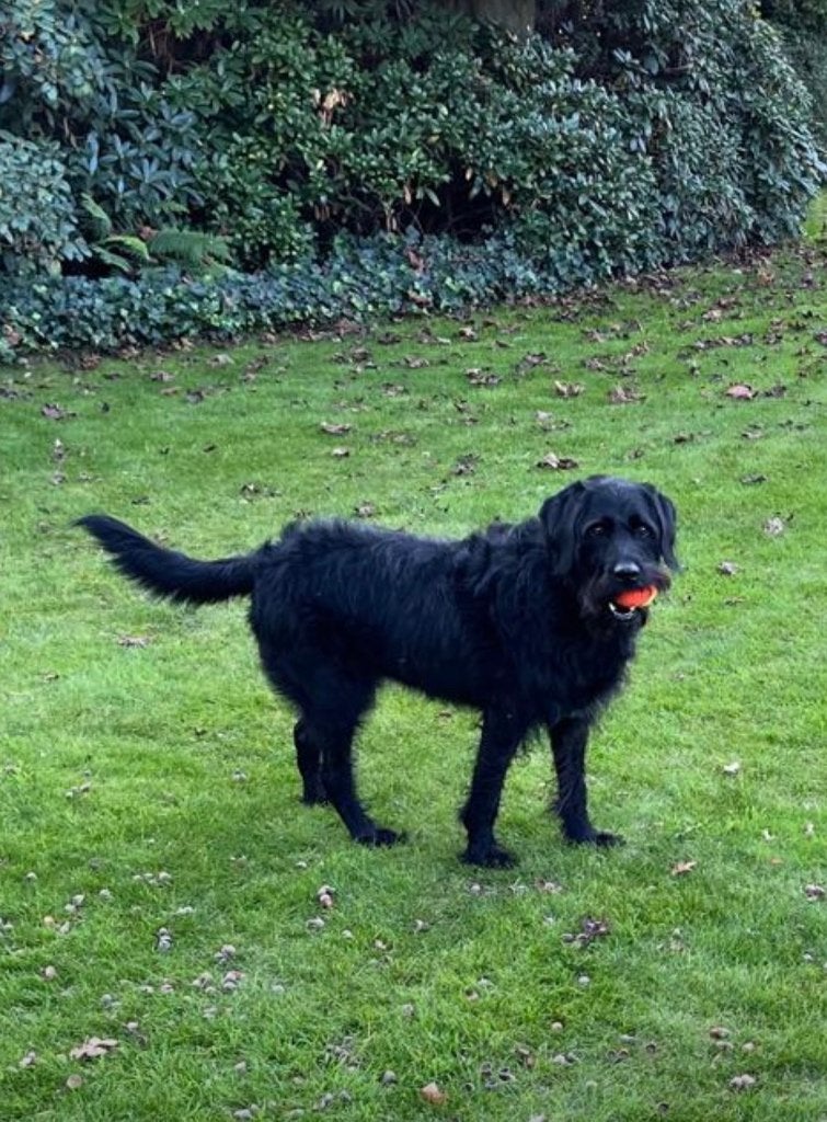 Labradoodle (M) met spoed aangeboden, Teef, Eén hond, Nederland, Particulier
