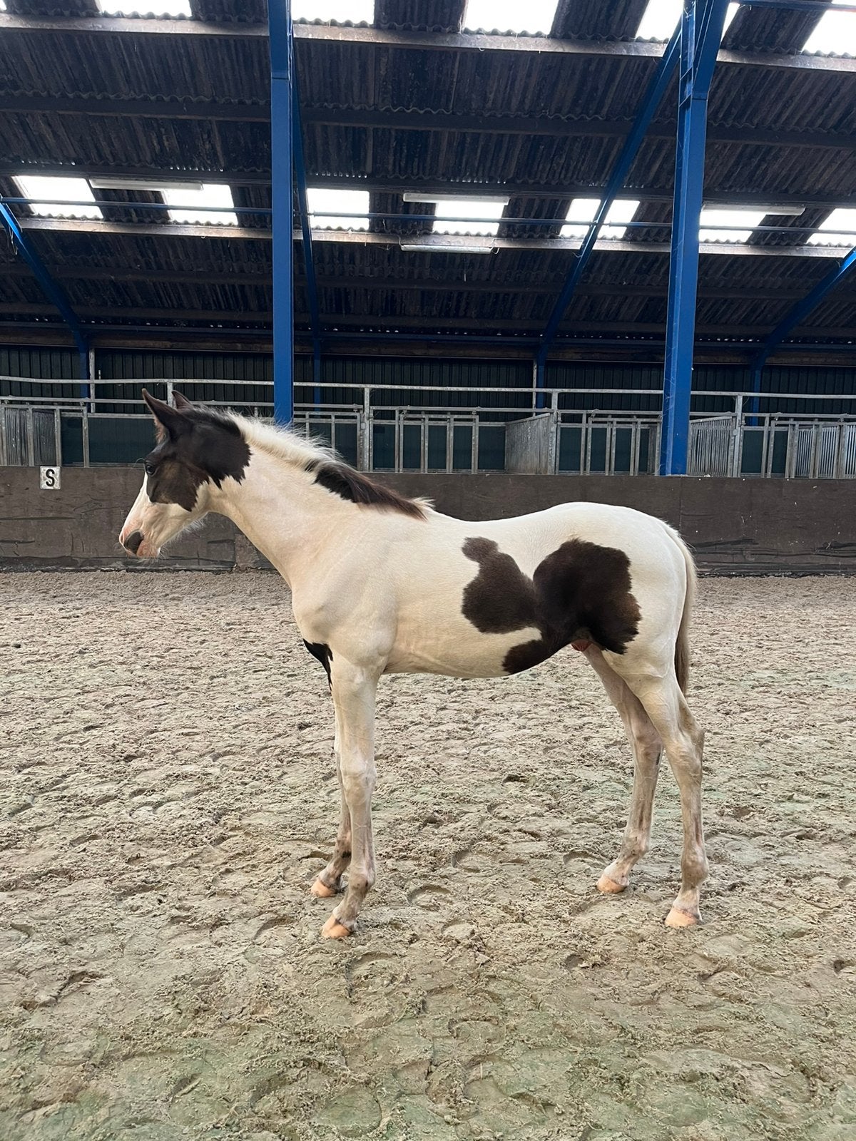 Bont KWPN hengstveulen v. Real Dream, Dieren en Toebehoren, Hengst, Dressuurpaard, Met stamboom, 0 tot 2 jaar