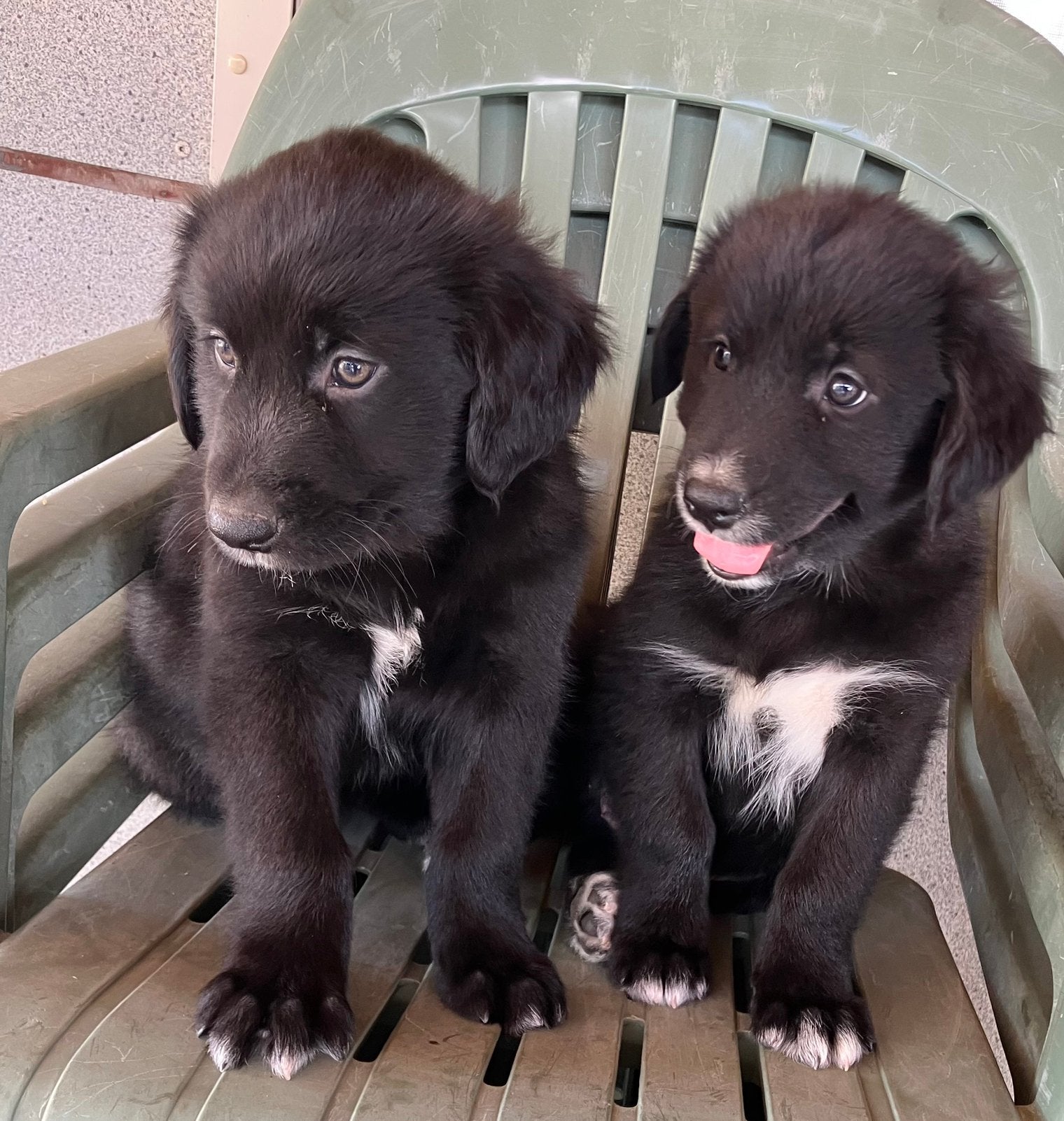 Golden retriever/ Australië shepherd, Parvo, Reu, 8 tot 15 weken, Meerdere