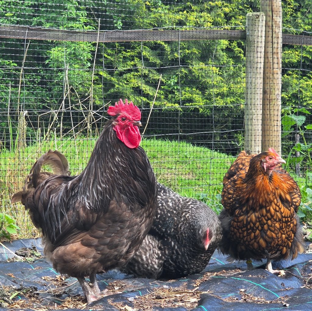 Orpington kriel haan raszuiver, Dieren en Toebehoren, Pluimvee, Mannelijk, Kip