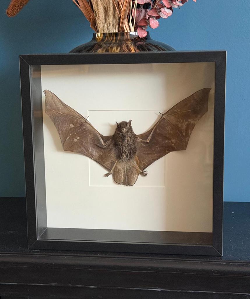 Geprepareerde vleermuis in een 3d lijst, Verzamelen, Dierenverzamelingen, Ophalen of Verzenden, Wild dier, Opgezet dier