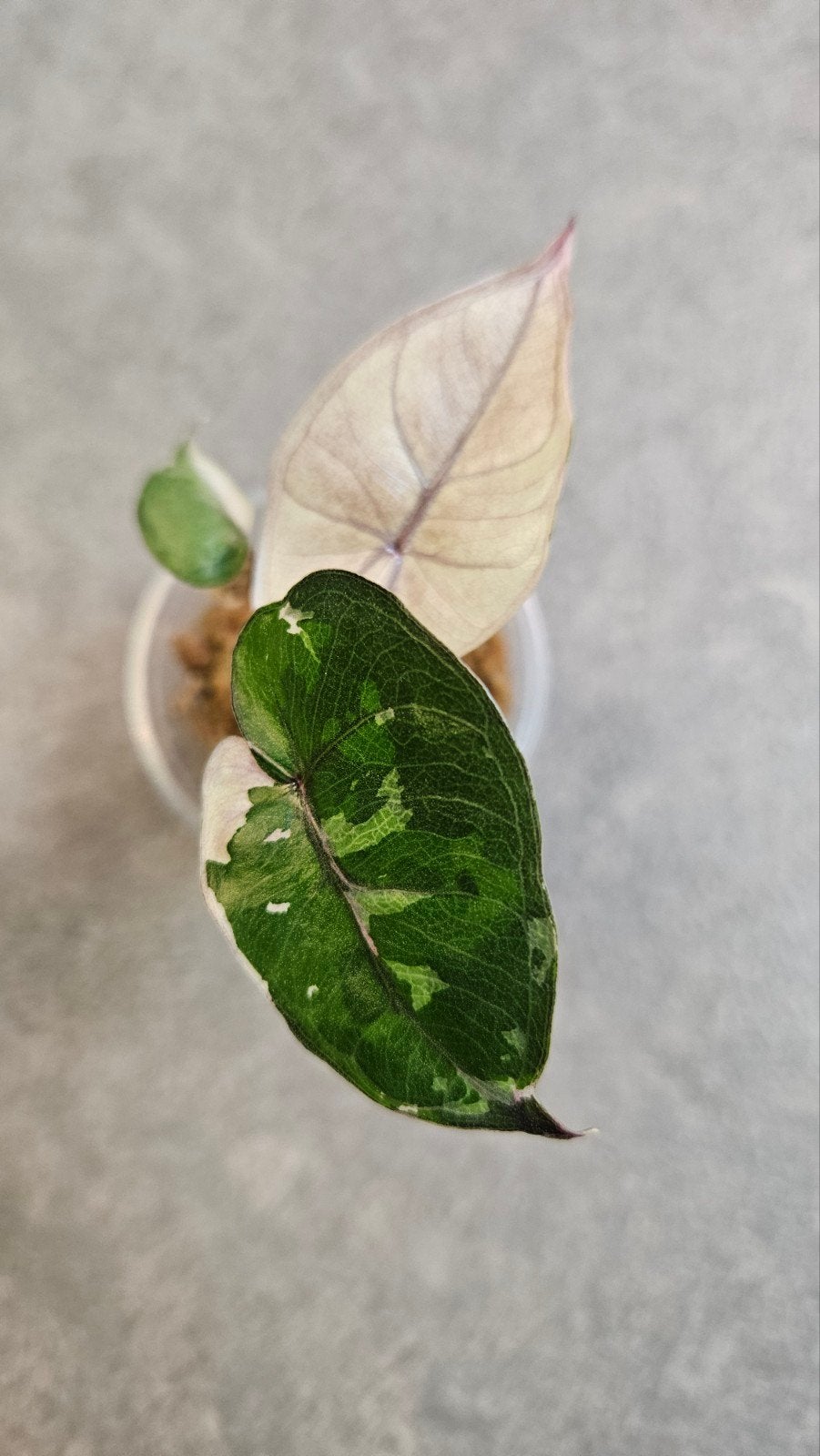 Alocasia Yucatan Princess Pink Variegata, Ophalen of Verzenden, Halfschaduw, Minder dan 100 cm