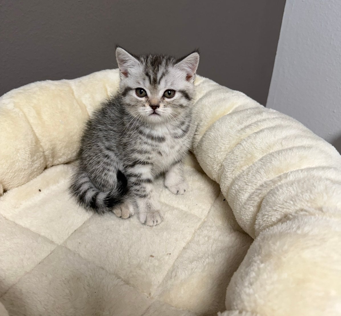 Britse Korthaar kittens. Exclusieve kleuren, Dieren en Toebehoren, Meerdere dieren, Kortharig, 0 tot 2 jaar