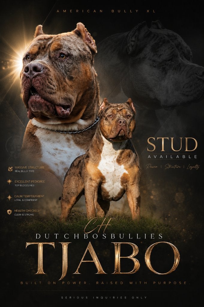 Ch Dekreu aangeboden American Bully XL, Dieren en Toebehoren, Honden | Dekreuen, Reu, 1 tot 2 jaar, Parvo, Eén hond