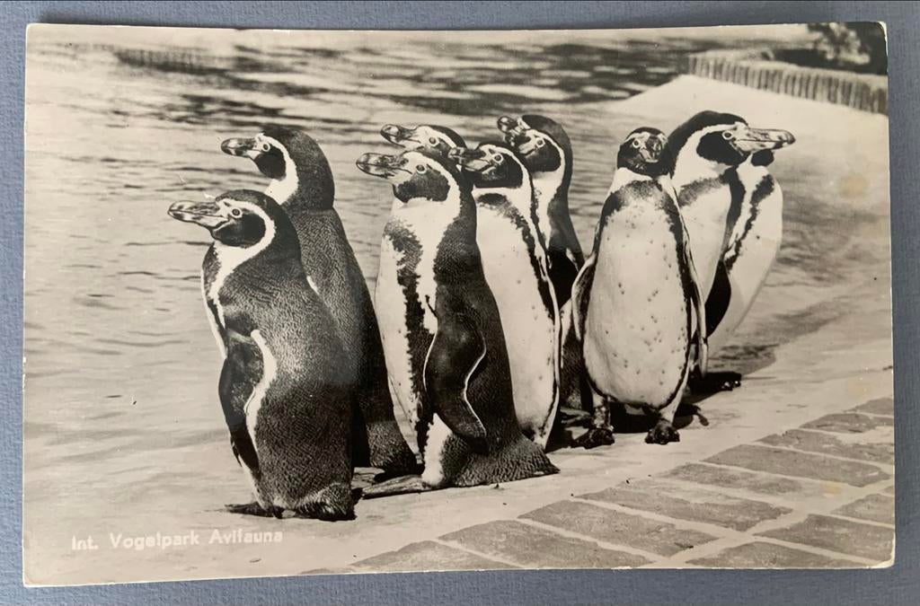 pinguïns Avifauna Alphen a/d Rijn, Verzenden, 1940 tot 1960, Gelopen, Zuid-Holland