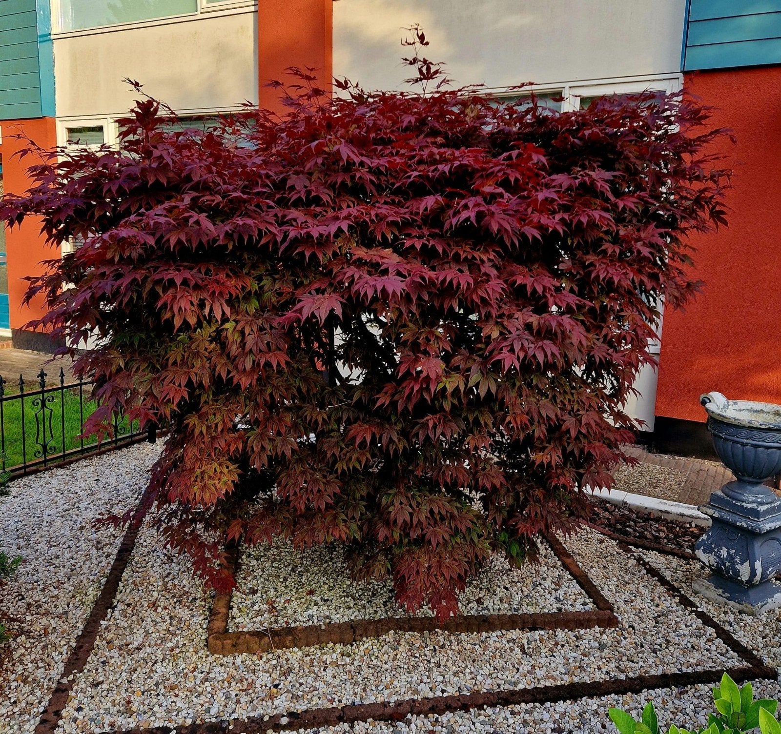 Mooie grote volle Japanse esdoorn, Tuin en Terras, Ophalen, Bloeit niet, Halfschaduw, Overige soorten