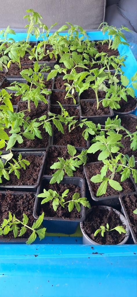 Tomatenplant stekkies, Ophalen, Eenjarig, Groenteplanten, Volle zon