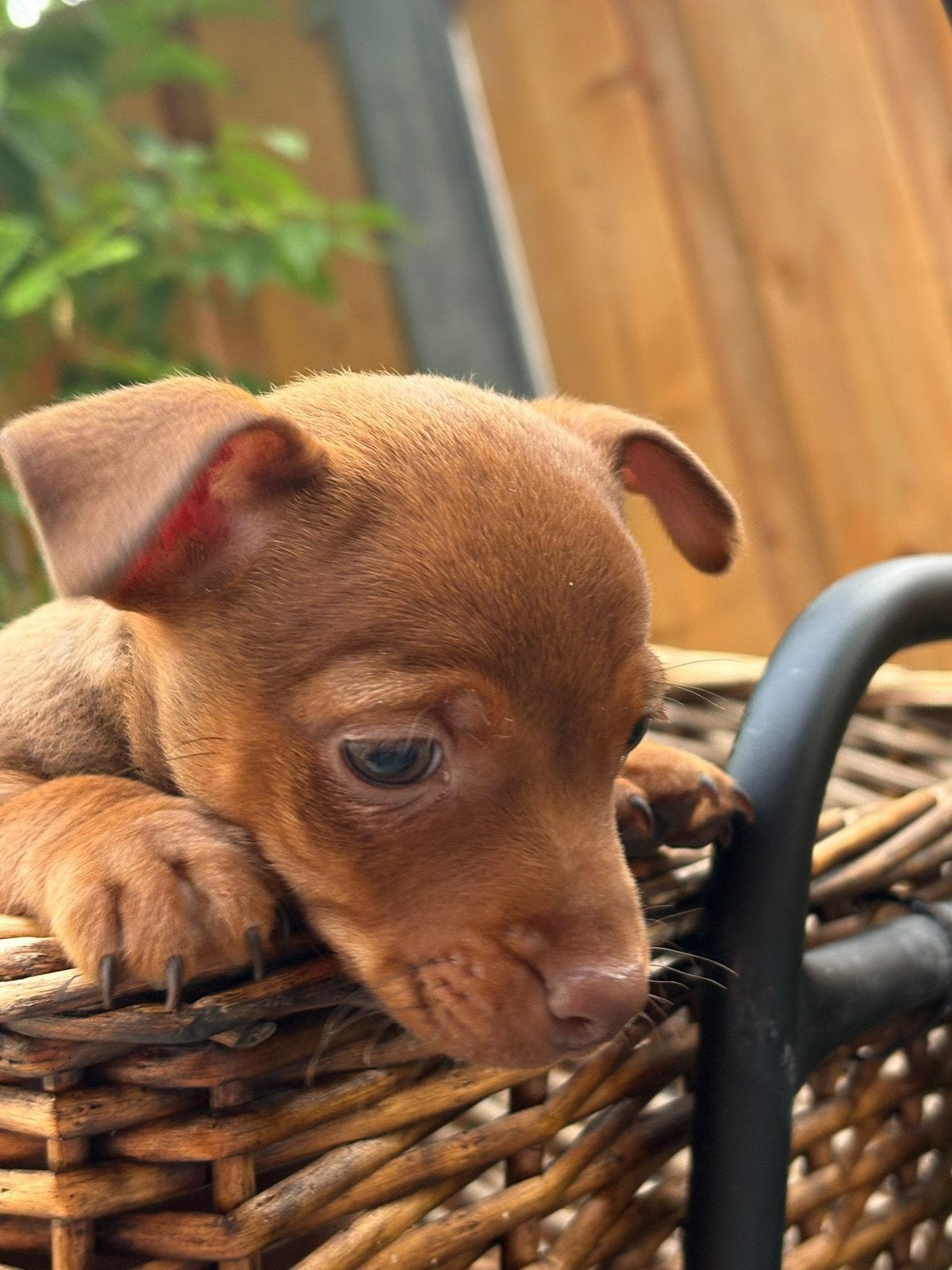 Prachtige liver tan Jack Russel pup, 8 tot 15 weken, Teef, Parvo, Eén hond