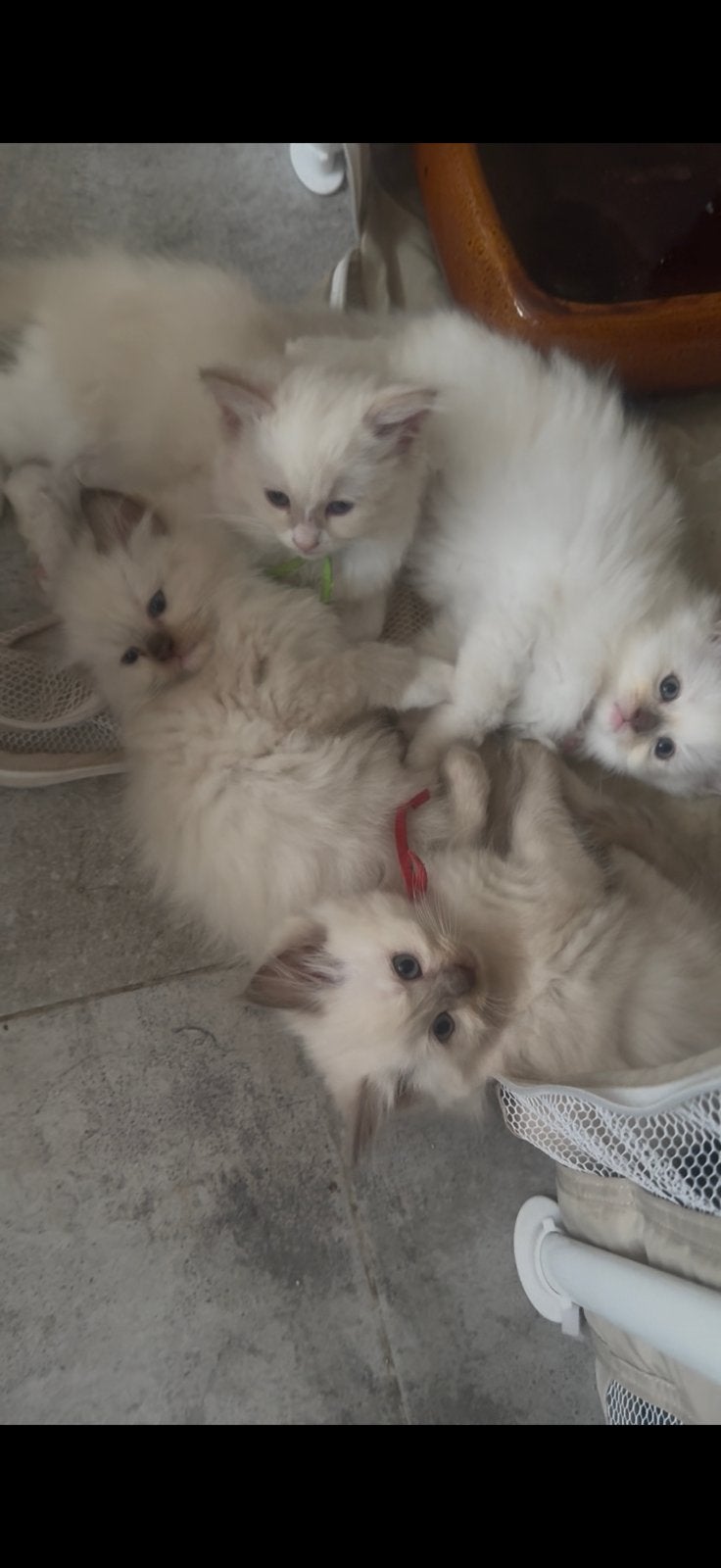 Zeldzame, Huiselijke ragdoll kittens met stamboom!, Meerdere dieren, Met stamboom, 0 tot 2 jaar
