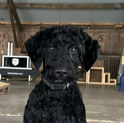 XAVI MEDIUM PUP DOODLE REU, Dieren en Toebehoren, Nederland, 15 weken tot 1 jaar, CDV (hondenziekte), Eén hond