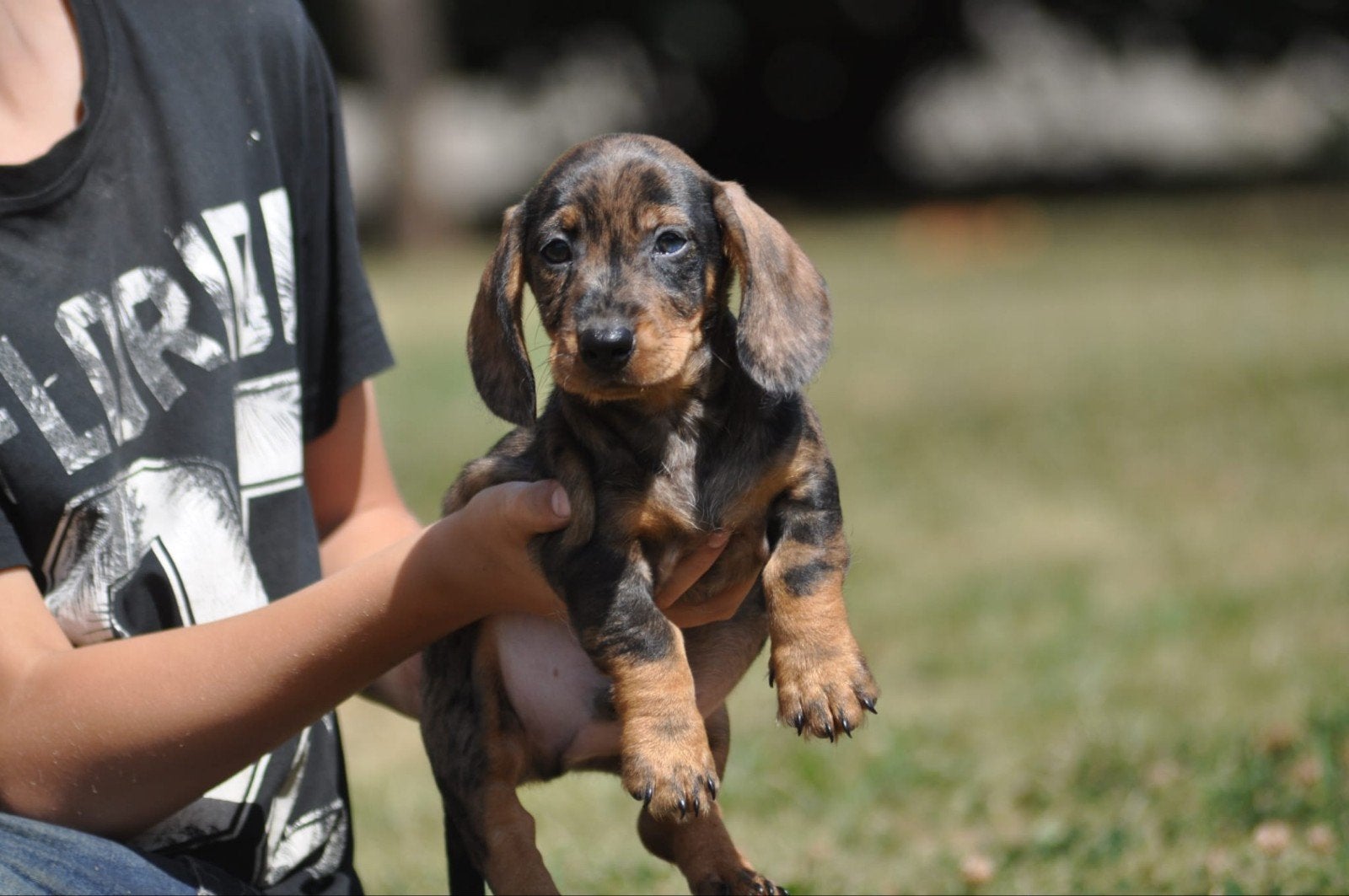 prachtige ruwhaar dwergteckel pups uit geteste ouders, Parvo, 8 tot 15 weken, Dwerg, Meerdere