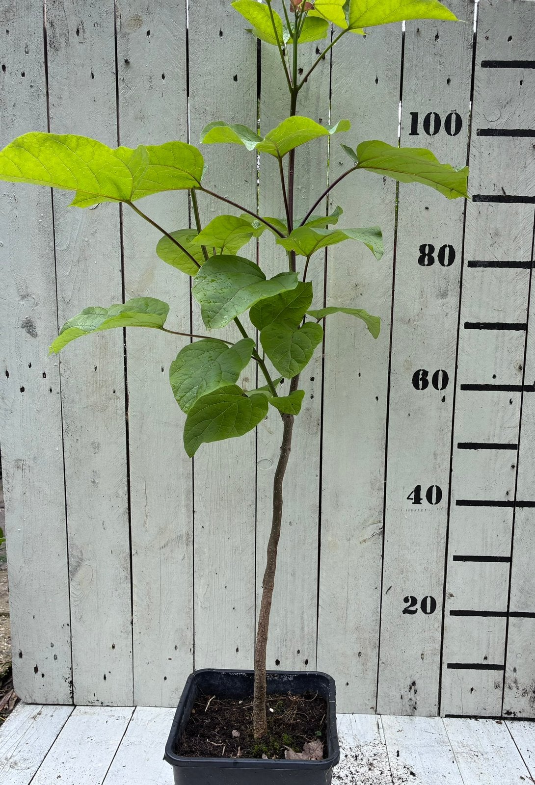 Catalpa bignonioides, Ophalen, Minder dan 100 cm, Overige soorten, Lente