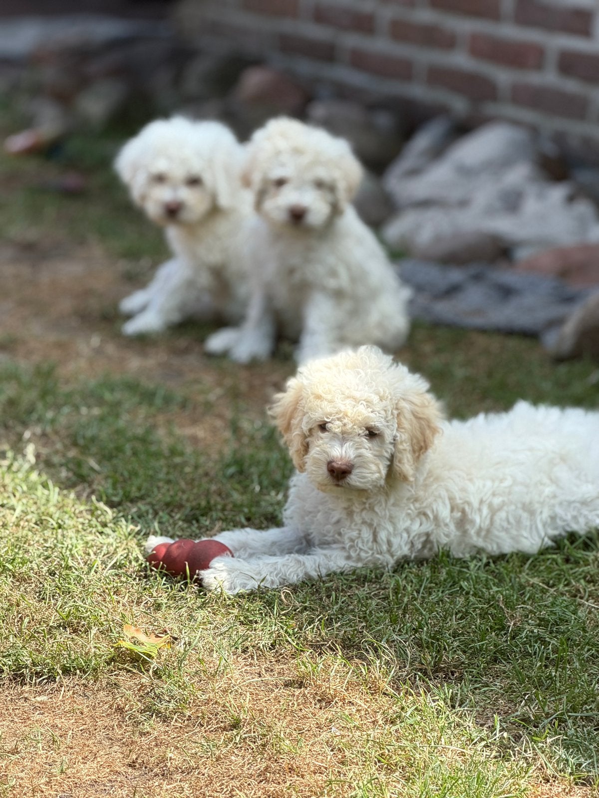 Lagotto Romagnolo met stamboom, Parvo, Overige rassen, 8 tot 15 weken, Meerdere