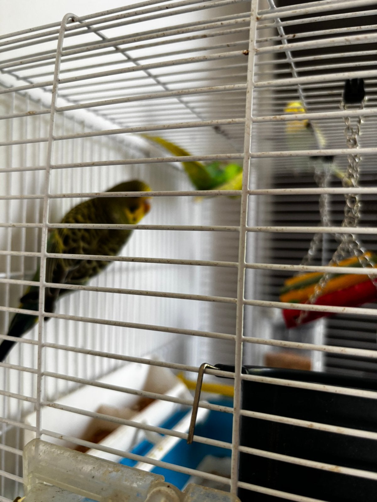 Grasparkiet, Dieren en Toebehoren, Vogels | Kanaries, Mannelijk, Zangkanarie