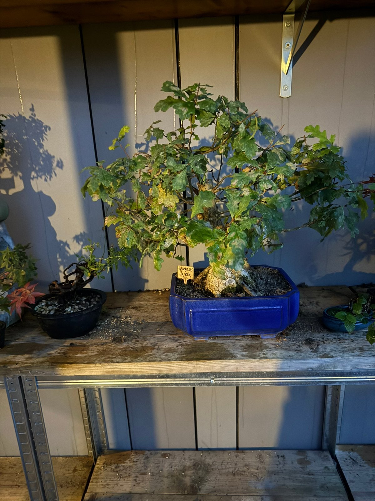 Bonsai eik/ ilex 30 jaar + oud, Tuin en Terras, Bloeit niet, Halfschaduw, Overige soorten, Minder dan 100 cm