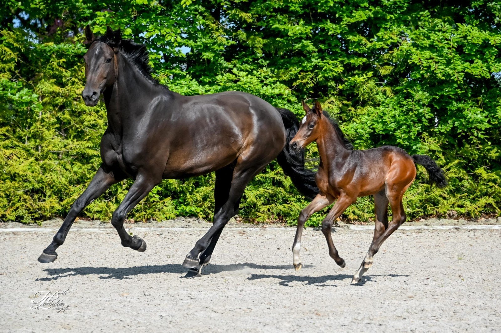 Lieve, mooie 8 jr sport en/of fokmerrie van Daily Diamond, Merrie, Dressuurpaard, 7 tot 10 jaar, 165 tot 170 cm