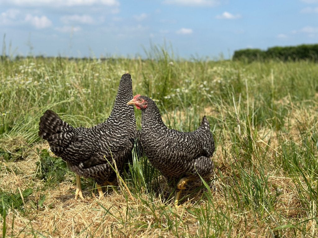 Jonge tamme Hollandse koekoek gesekst en ingeënt, Dieren en Toebehoren, Pluimvee, Vrouwelijk, Kip