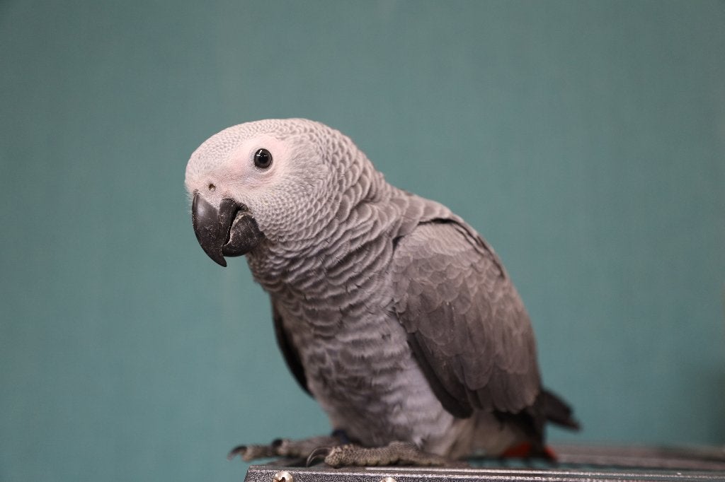 Jonge Grijzeroodstaart Papegaai | Getest | Handtam, Dieren en Toebehoren, Vogels | Parkieten en Papegaaien, Meerdere dieren, Papegaai