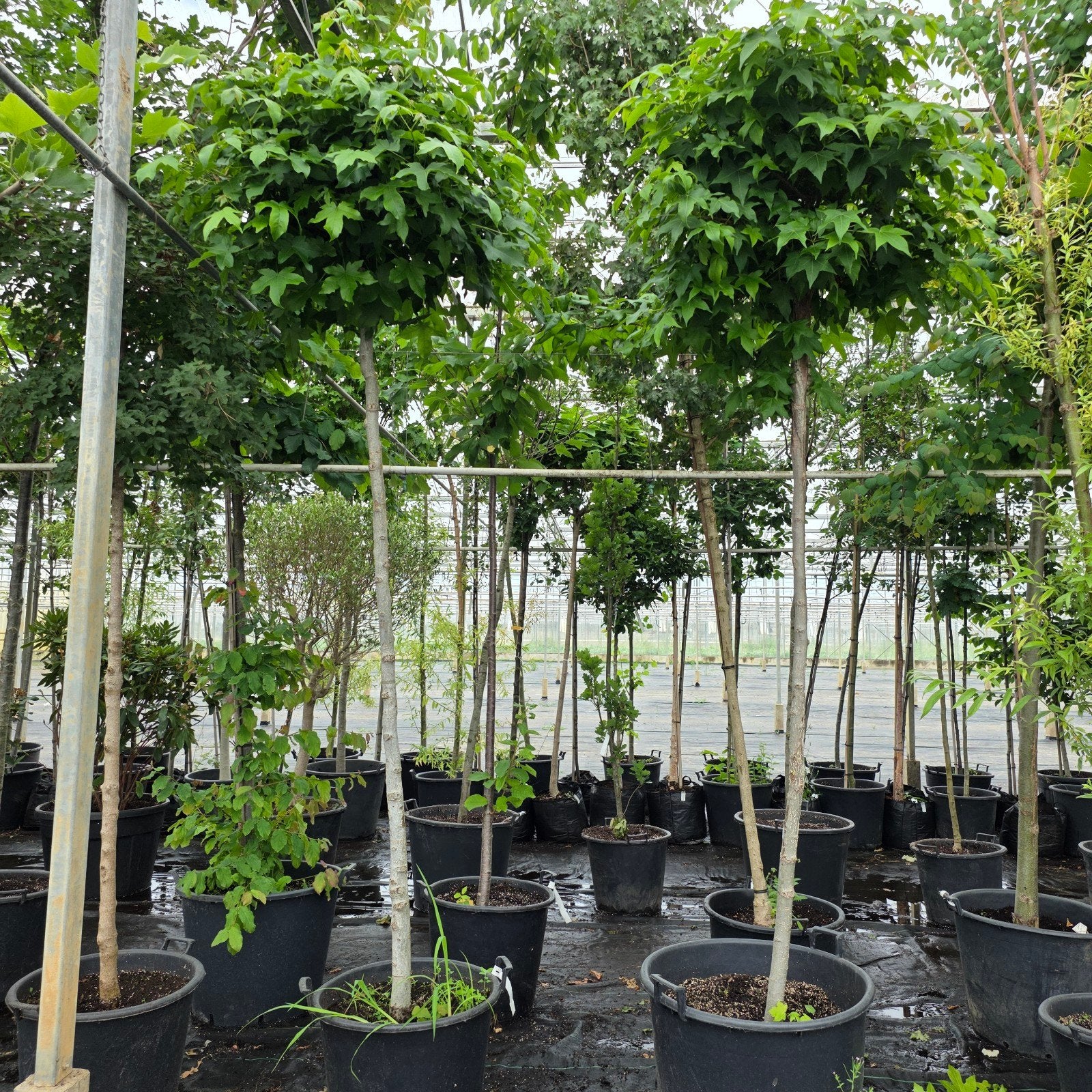 Amberboom Liquidambar 'Gum Ball' - Bolboom, Tuin en Terras, Planten | Bomen, Bloeit niet, 100 tot 250 cm, Ophalen, Volle zon