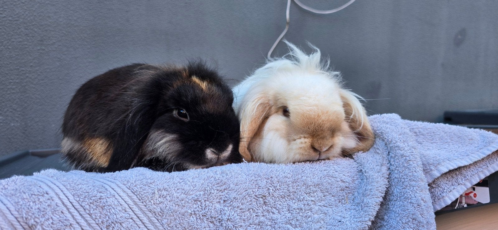 2x tamme zusjes kruising Teddy en Minilop (2 mnd), Dieren en Toebehoren, Vrouwelijk, Dwerg, Hangoor, 0 tot 2 jaar