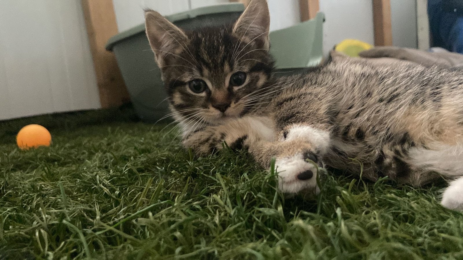 Kitten, Dieren en Toebehoren, Meerdere dieren