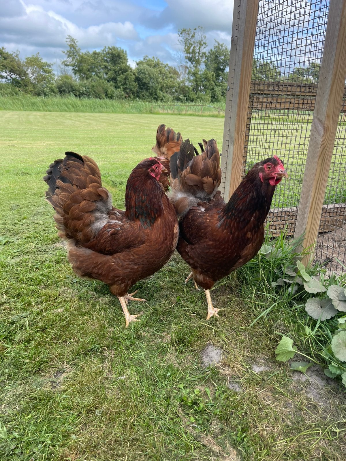 Barnevelder legkip mahonie groot soort, Vrouwelijk, Kip