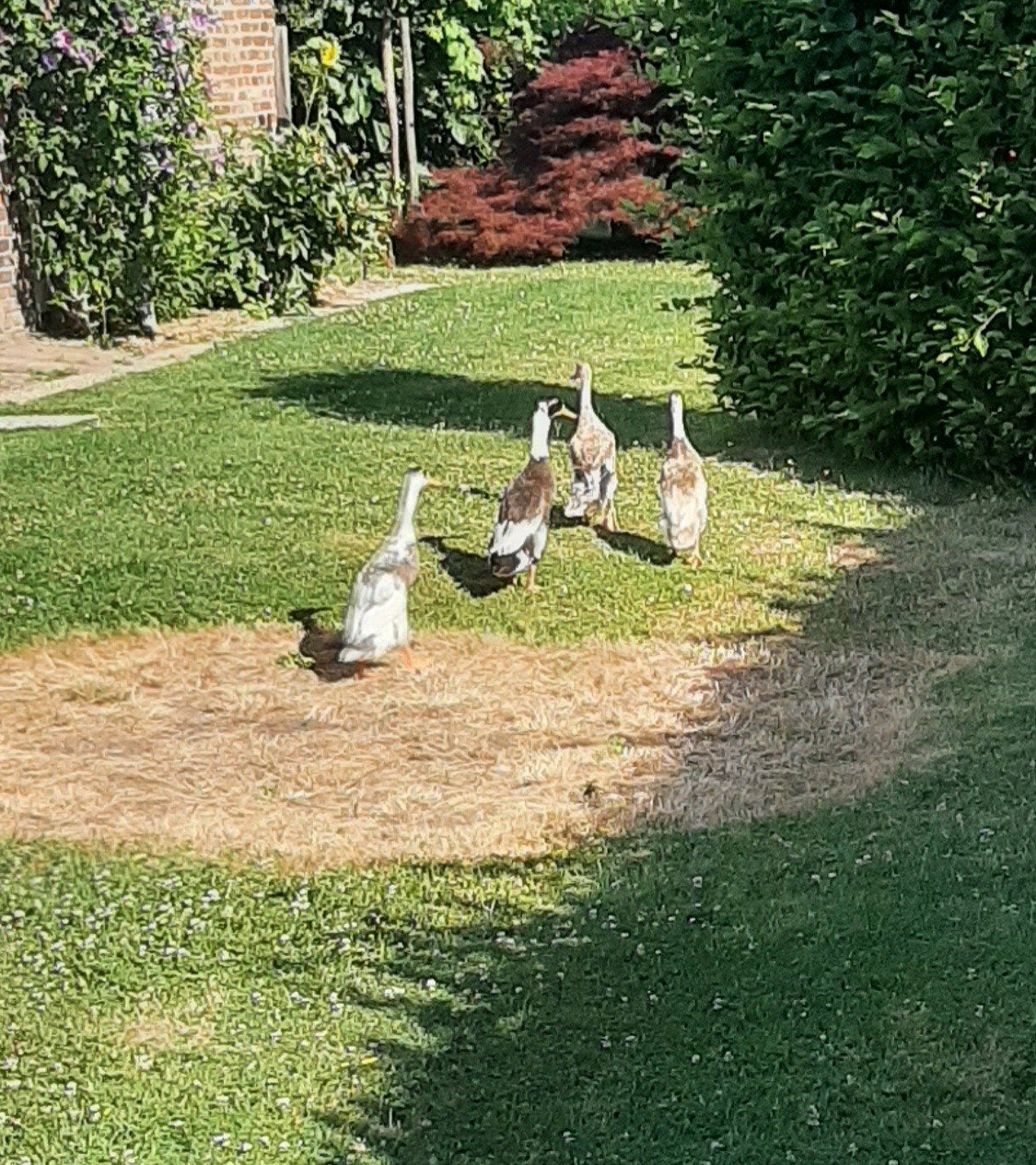Loopeenden., Meerdere dieren, 0 tot 2 jaar